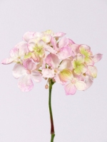 Hortensia steek, zonder blad 30cm roze